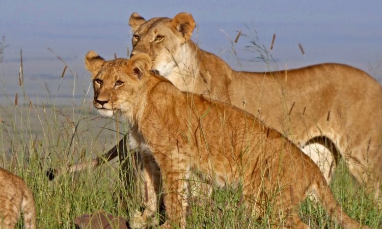 2 Days Masai Mara Private Safari in 4WD Jeep