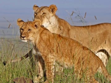 2-Day Masai Mara Safari with Game Drives