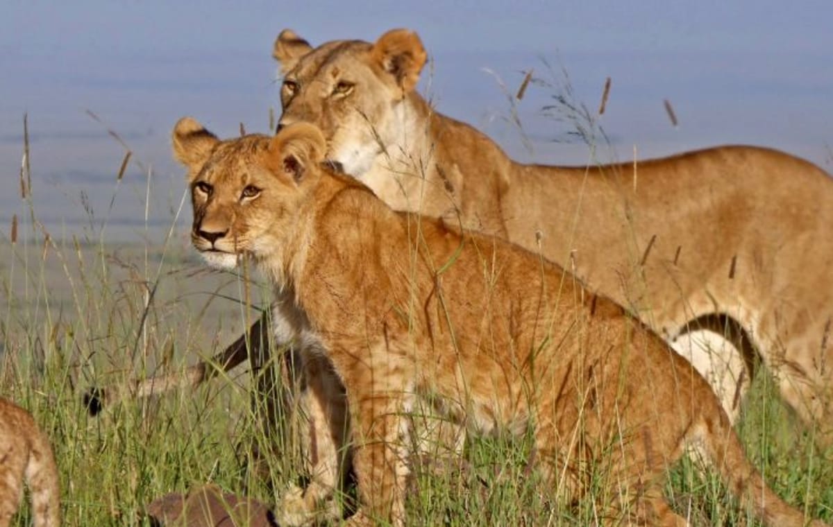 2-Day Masai Mara Safari with Game Drives