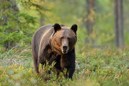 Brown Bear-Watching Adventure in the Carpathian Mountains from Brașov