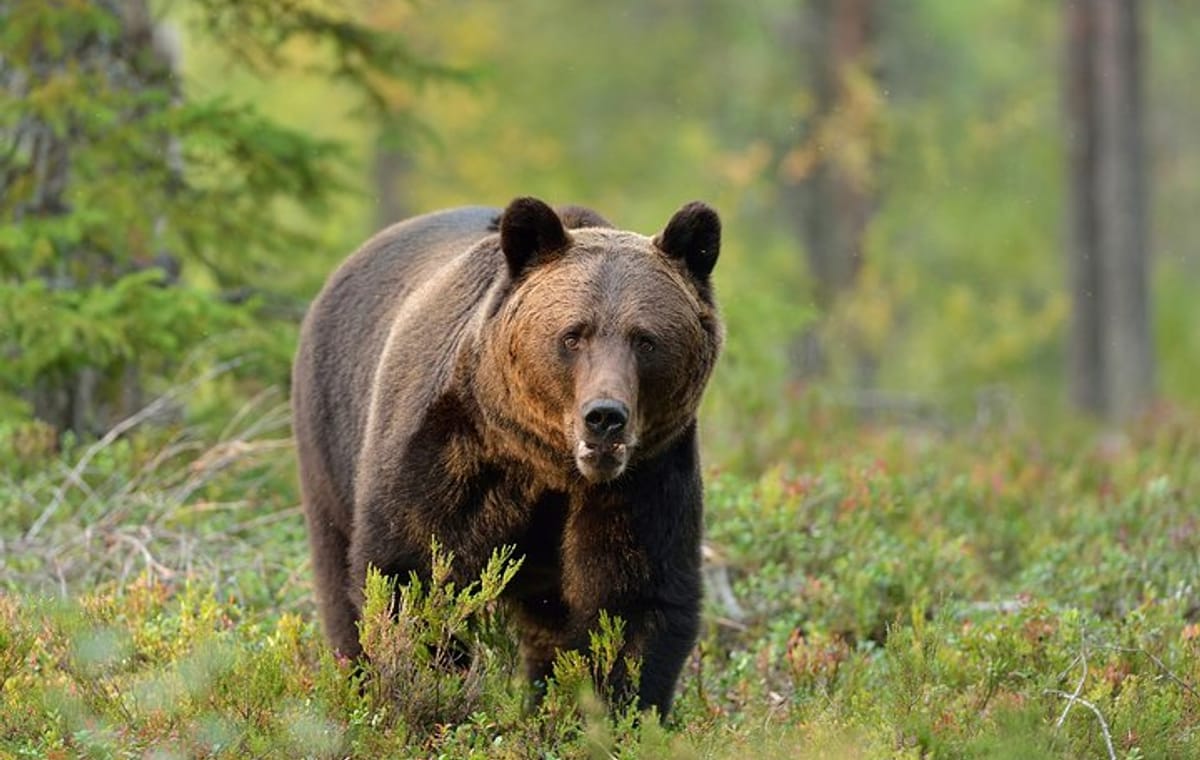 Carpathian Wilderness: A Wildlife Experience from Brașov