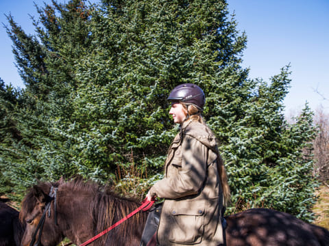 Horses and Waffles, photo 4