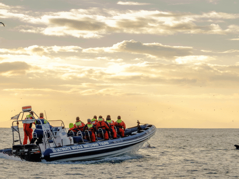 Akureyri Express Whales in the Midnight Sun