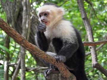 Capuchin friendly monkeys