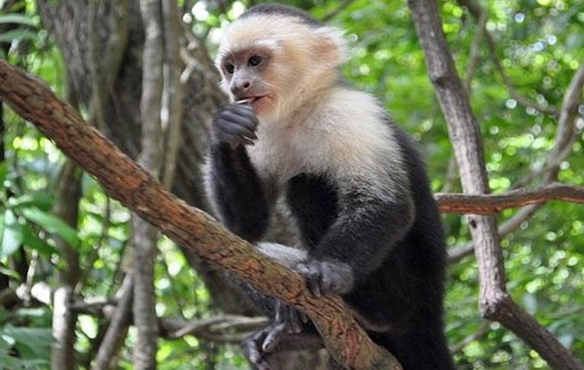 Mayan Eden Eco Park, Chocolate Factory & Transfer