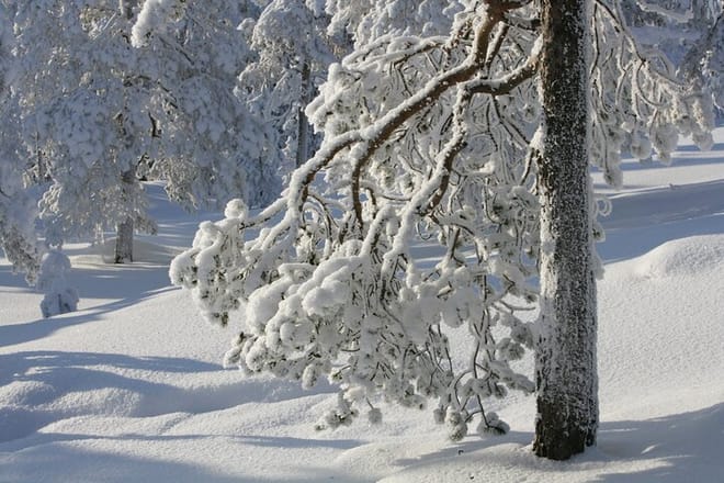 Rovaniemi: Insider Arctic Snowshoeing Adventure