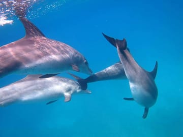 Premium Dolphin House by Private Speed Boat & Snorkeling – Hurghada
