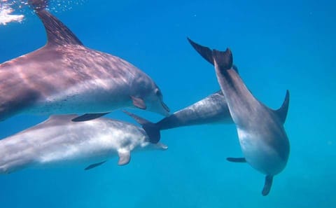 Premium Dolphin House by Private Speed Boat & Snorkeling – Hurghada