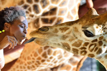 Giraffe Center Half-Day Trip from Nairobi