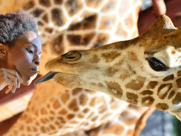 Giraffe Center Half-Day Tour from Nairobi with Interactive Experience