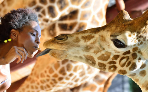 Giraffe Center Half-Day Tour from Nairobi with Interactive Experience