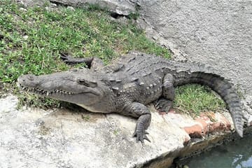 Private Day Tour to YS Falls and Black River from Negril