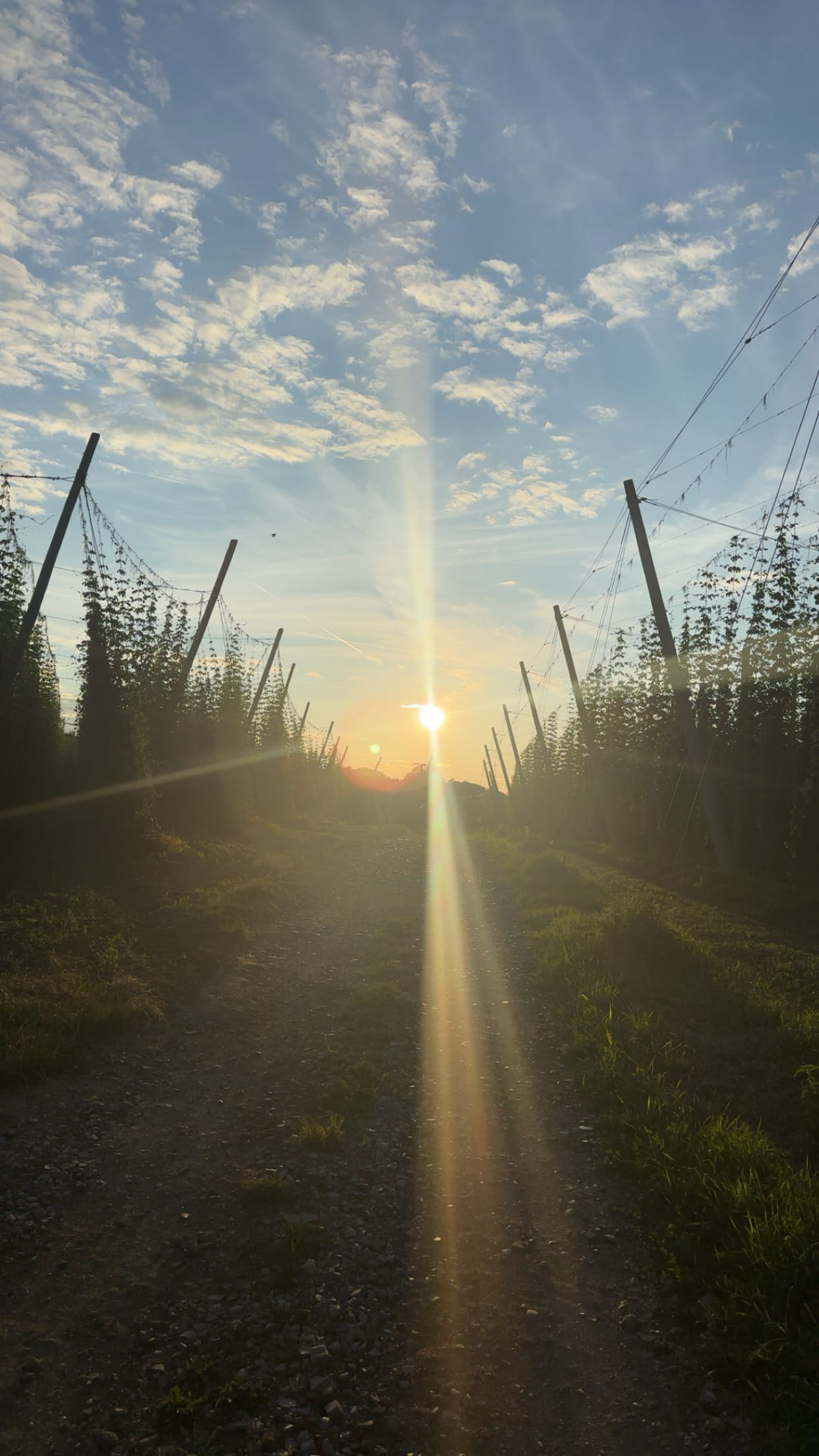 Hopfengarten sunset