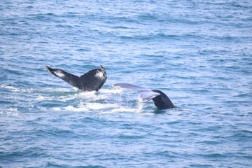 Whale Watching Adventure in Reykjavík, Iceland