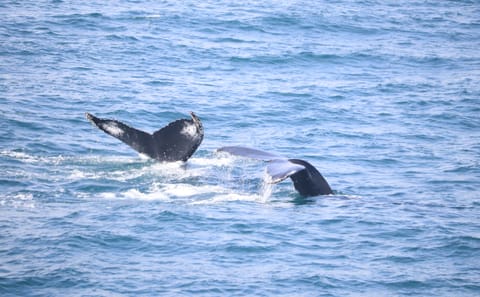 Whale Watching Adventure in Reykjavík, Iceland