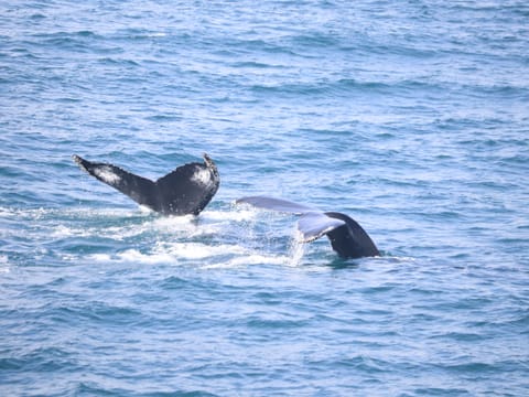Dolphins swimming together near a whale watching boat in Reykjavík