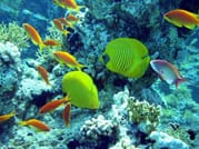 Premium Empire Semi-Submarine, VIP Snorkeling Sea Trip - Hurghada 9