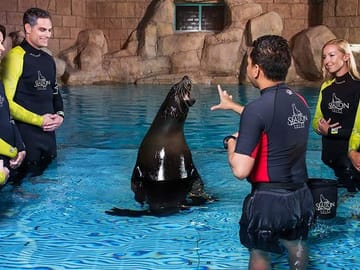 Sea Lion Interaction Experience in Dubai