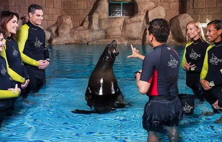Sea Lion Interaction Experience in Dubai
