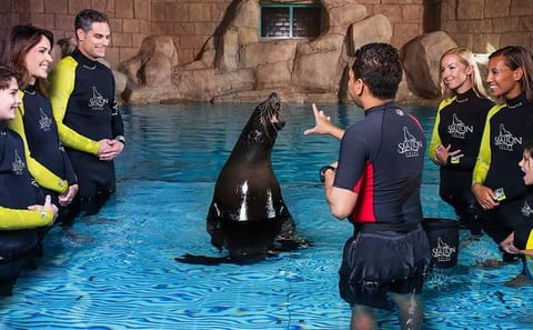 Sea Lion Interaction Experience in Dubai