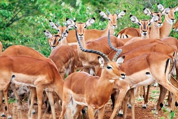 4 Days, 3 Nights – Best thing to do Tsavo East/West and Amboseli