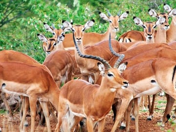 Best thing to do in Diani/Mombasa viator/tripadvisor 4 Days, 3 Nights - Best of Africa Safari, Both Tsavo & Amboseli with Expedition Happy Hour