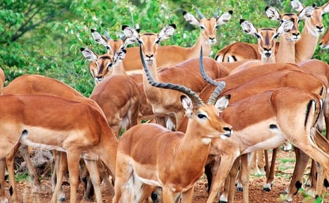 4 Days, 3 Nights – Best thing to do Tsavo East/West and Amboseli