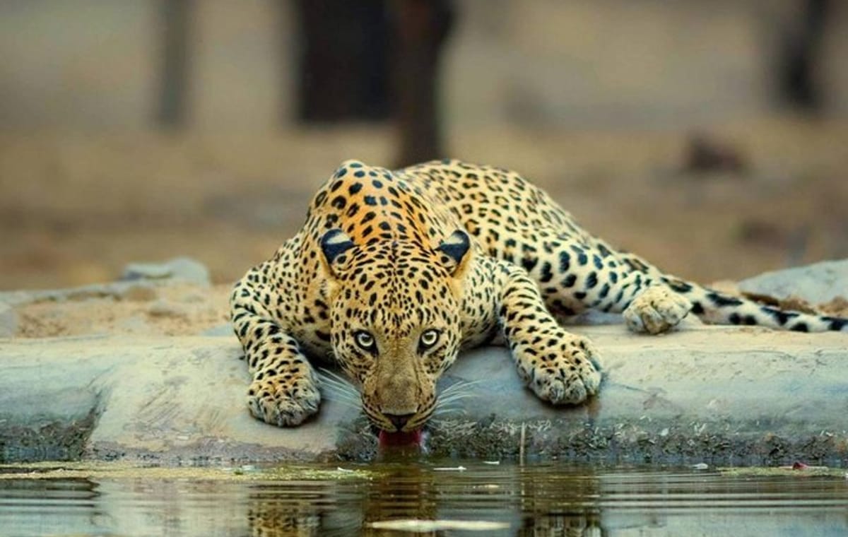 Jaipur half day Jhalana Leopard Safari