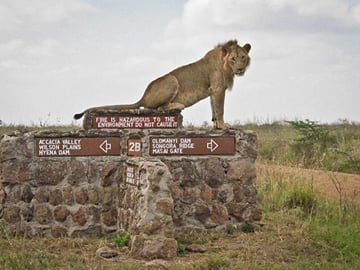 lion