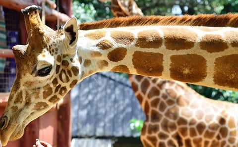 EARLY MORNING NAIROBI NATIONAL PARK ELEPHANT ORPHANAGE AND GIRAFFE CENTER TOUR