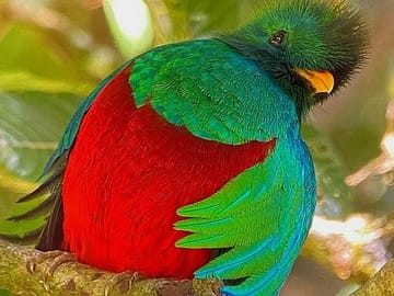 Male Resplendent Quetzal Cloud Forest Hanging Bridges tour with Johnny loves nature Eco-tour