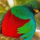 Male Resplendent Quetzal Cloud Forest hanging Bridges tour