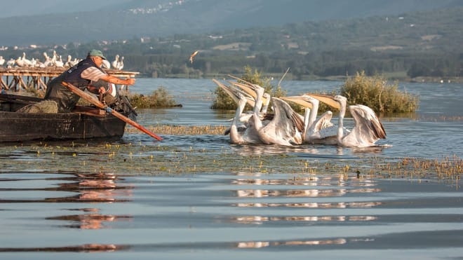 Ecotourism Escape in Lake Kerkini from Thessaloniki