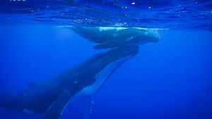SORTIE BALEINE