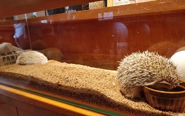 Admission to Hedgehog Cafe in Harajuku