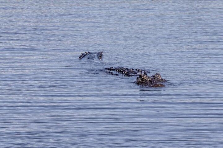 Exclusive Game Drive & White Rhino Safari in Livingstone Zambia