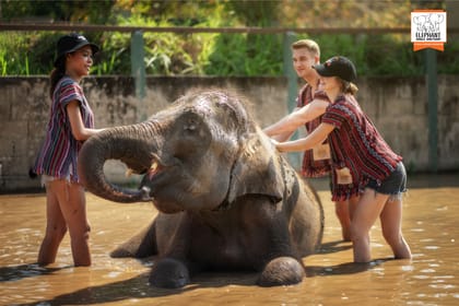 Chiang Mai Wildlife Safari and Ethical Elephant Experience