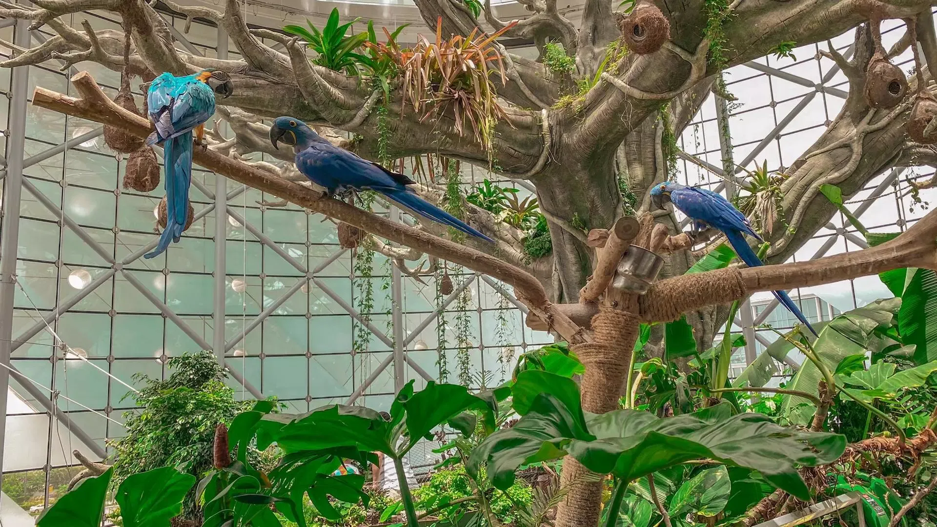 Three macaws perched along a branch of the great indoor tree against the glass wall at The Green Planet Dubai