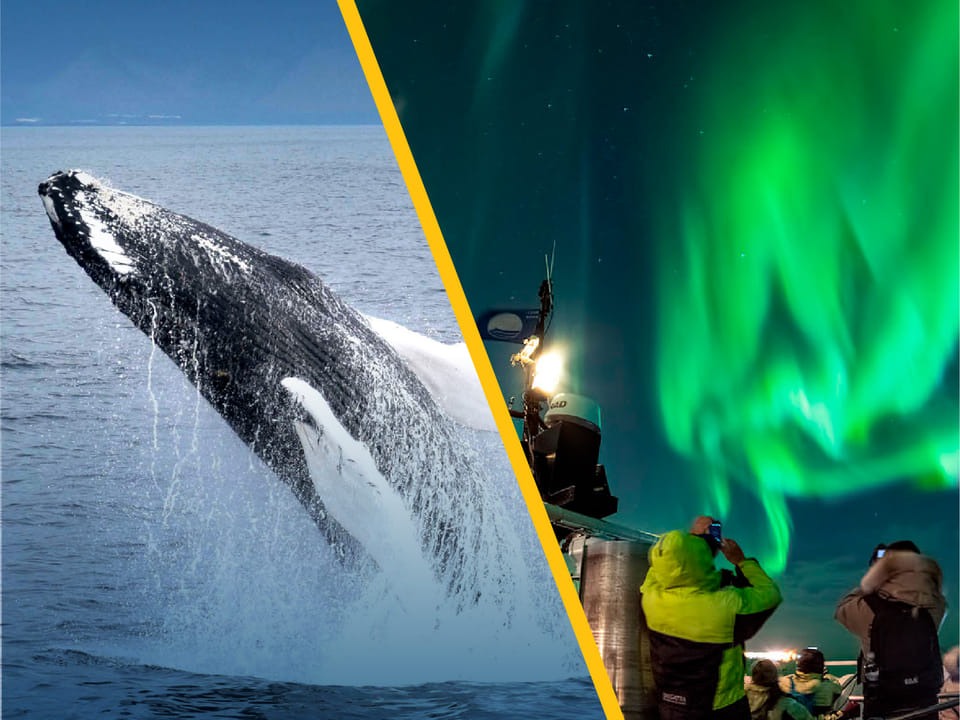 Whales & Auroras — Special Tours