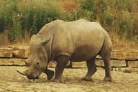 Theme Parks of London Chessington Full-Day Private Tour 5