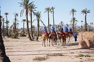 Sunset Camel Ride In Marrakeh Palm Grove