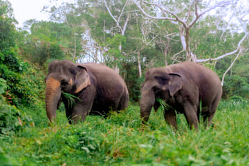 Phuket: Ethical Elephant Sanctuary Tour, Walk, and Lunch