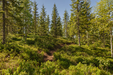 Guided Nature Walk at Holmenkollen in Oslo