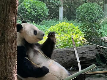 Day Tour in Chengdu