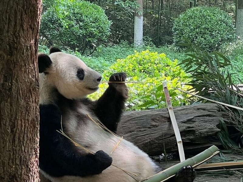 Day Tour in Chengdu