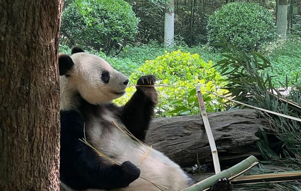 Cultural and Wildlife Day Tour in Chengdu, China