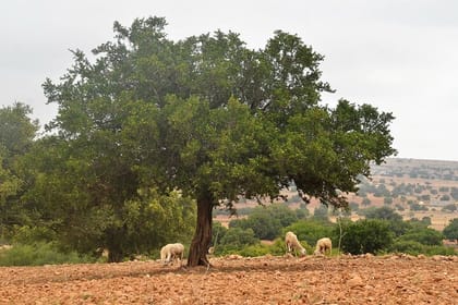 From Marrakech : Essaouira Full Day Trip & Optional Activities