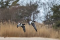 BIRDWATCH - Premium guided canoe tour at Cape Vente, Nemunas Delta Regional Park 3