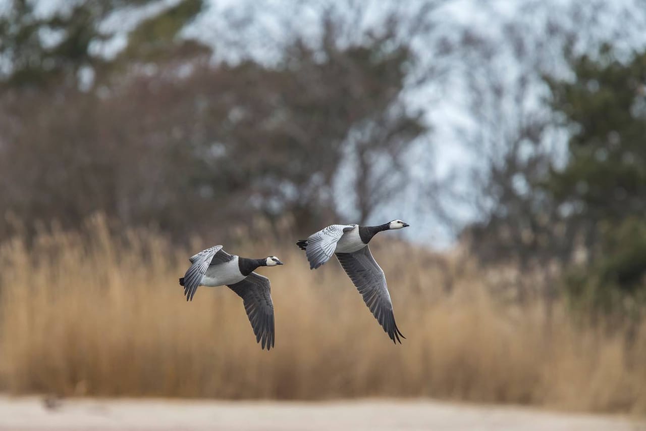 BIRDWATCH - Premium guided canoe tour at Cape Vente, Nemunas Delta Regional Park 3