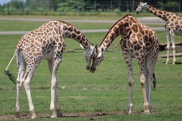 Guided Day Tour of Ol Pejeta Conservancy from Nairobi